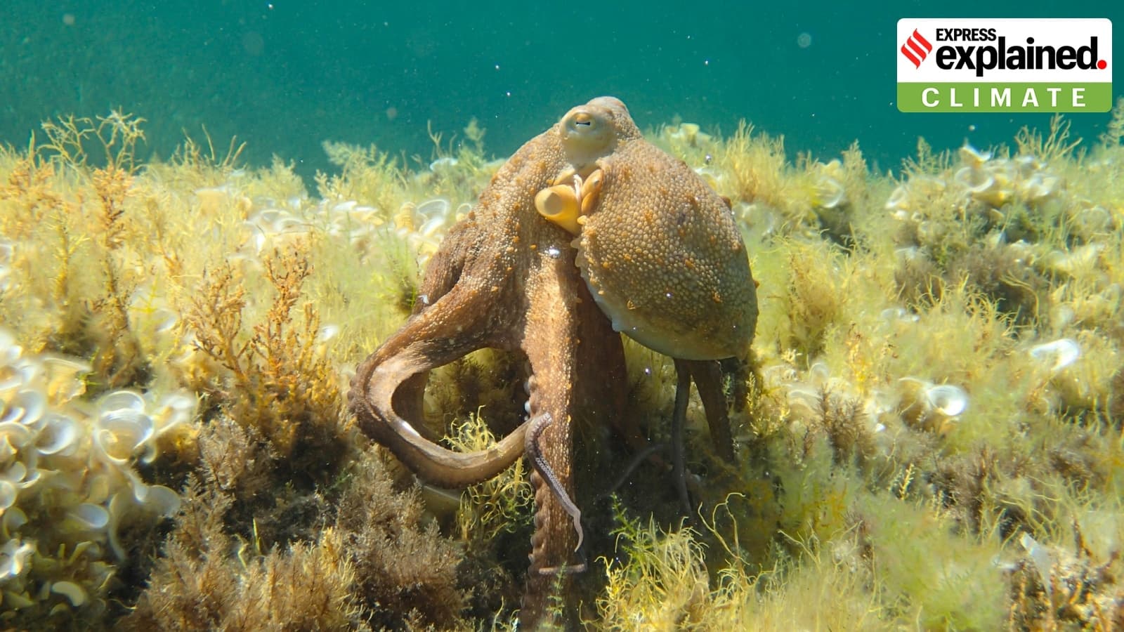 2025 is ‘year of blooming octopus’ in England: Behind the rise in population of world’s most intelligent invertebrates