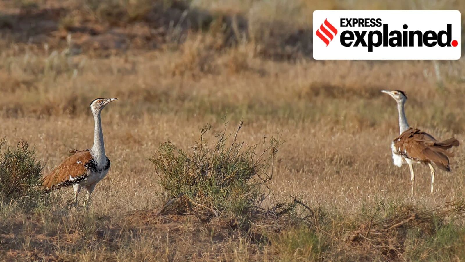 Why Supreme Court ordered new safeguards to protect Great Indian Bustard from power lines