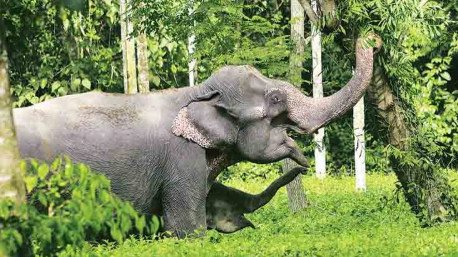 Over a year after death, beloved elephant Ramu exhumed, to be put on display in Odisha