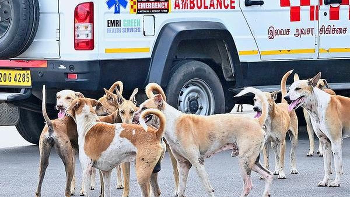 Rabies: The cruel and expensive disease of India’s most impoverished