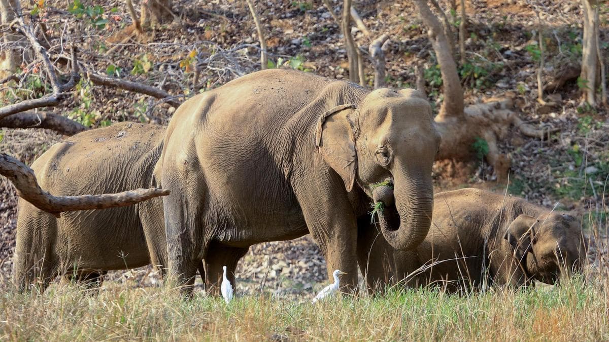 Five trampled to death by wild elephants in Jharkhand