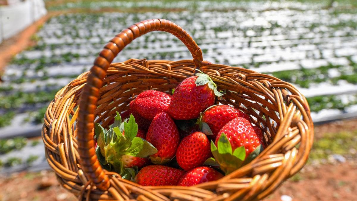 Strawberry season in Hyderabad: The best desserts to eat right now
