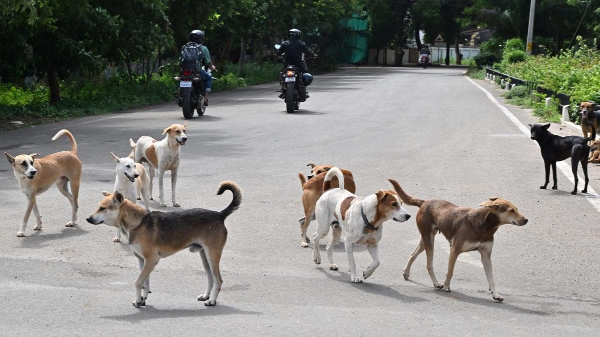 Humane Animal Society launches re-vaccination drive in eight regions of Coimbatore