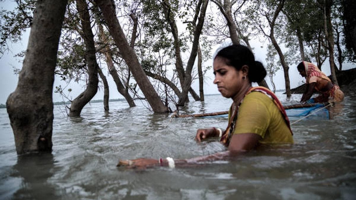 How mangroves’ cells helps plants survive in saltwater