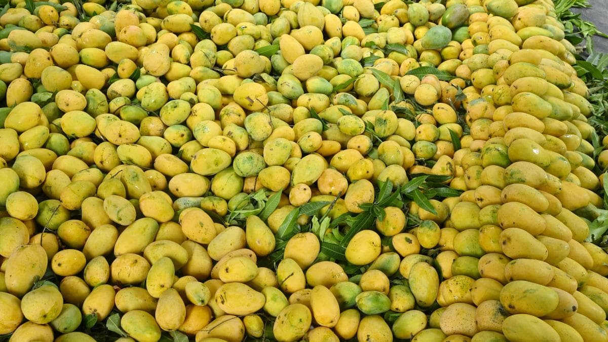 Irradiation centre near Hyderabad airport will help fruit farmers cut down damage and transportation cost