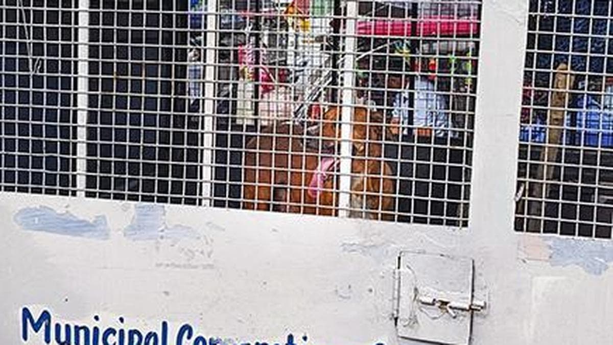 Stray dogs case: We will play video, ask you what is humanity, Supeme Court tells petitioner