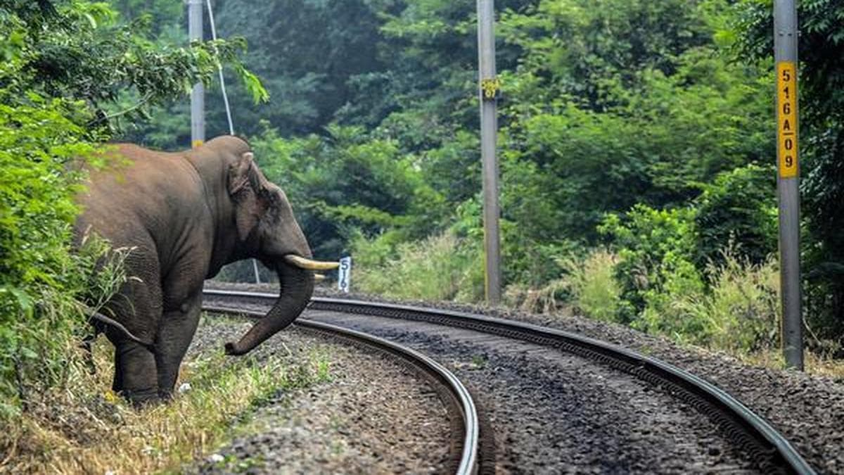 Around 8 passenger trains cancelled for three days due to elephant movements between Jharkhand, Odisha