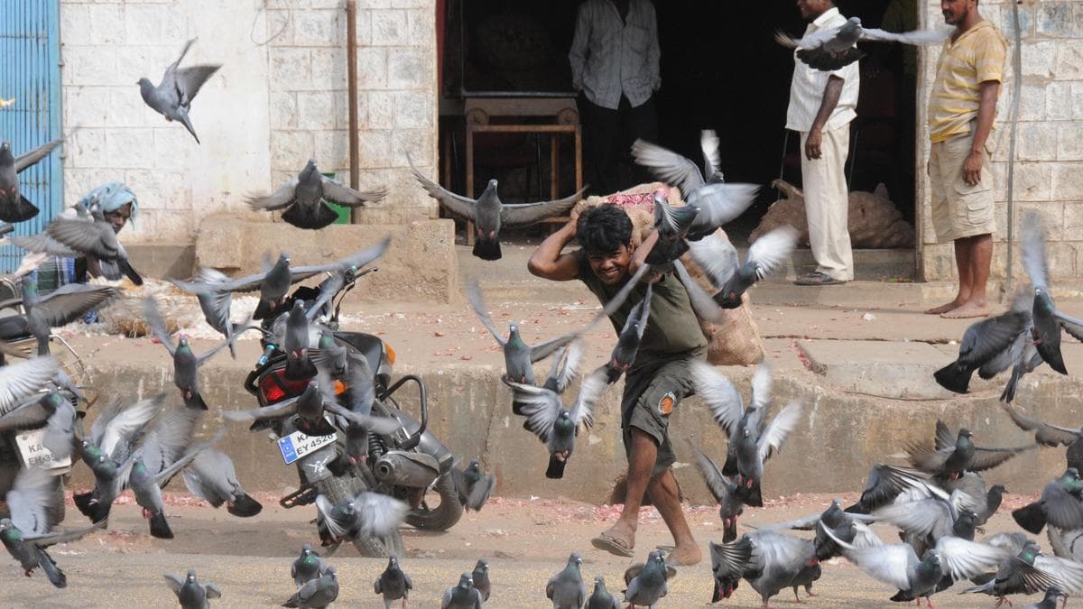 Karnataka to regulate pigeon feeding, citing respiratory health concerns
