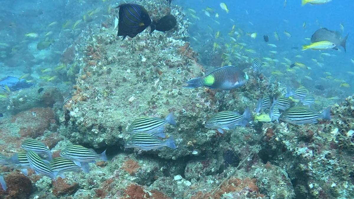 Call to protect biodiversity-rich underwater ecosystem off Thiruvananthapuram coast