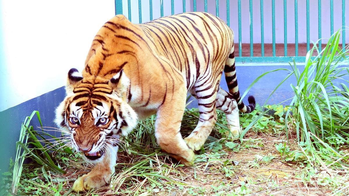 Tiger trapped in Kerala’s Pathanamthitta after repeated attacks on livestock