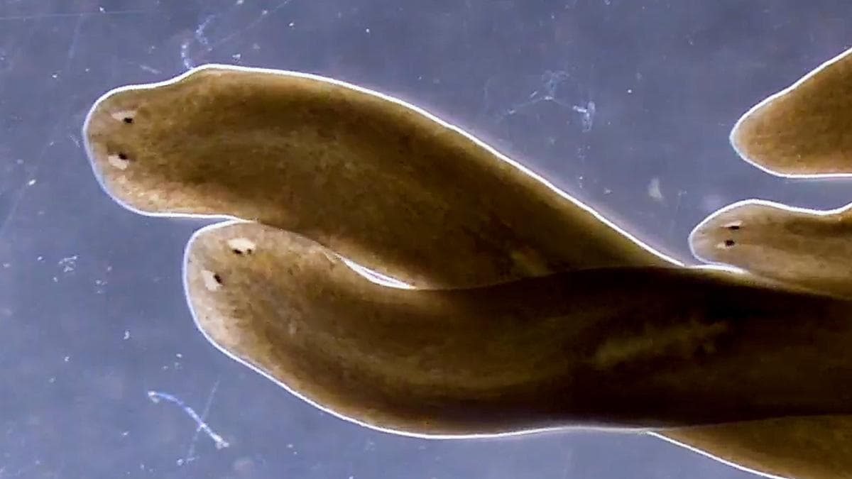 In axolotls and flatworms, regeneration is a body-wide choreograph