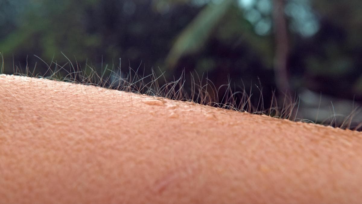 Why do we get goosebumps?