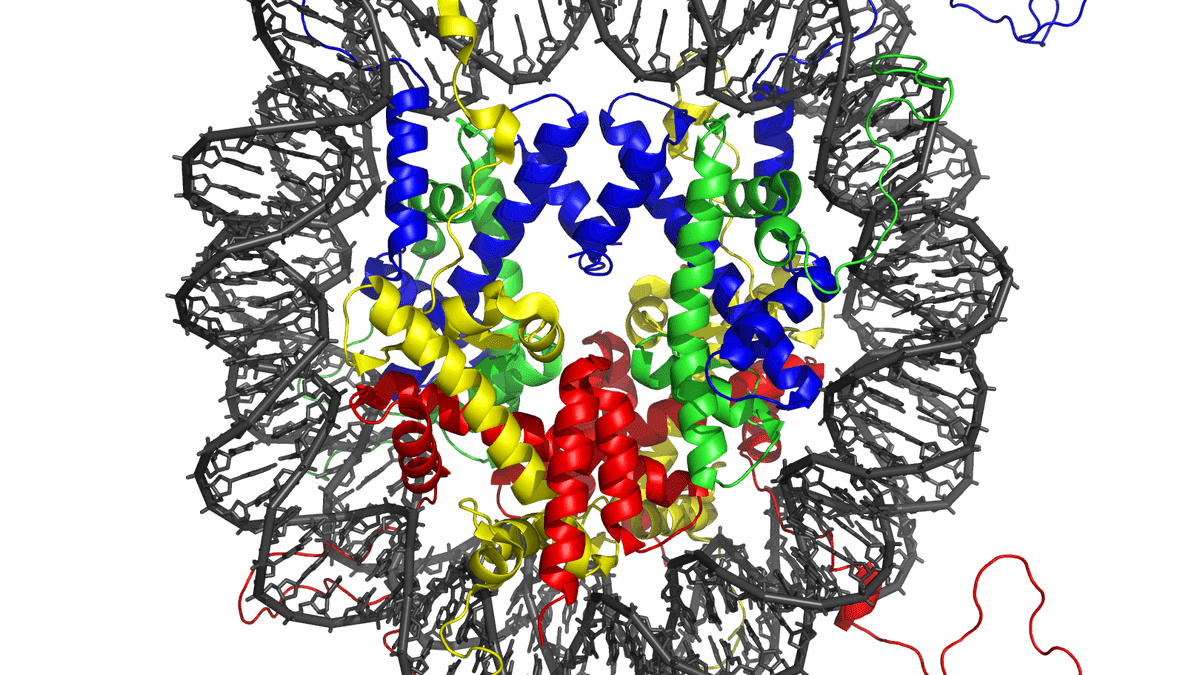 Just five DNA letters flip chromatin from fluid to solid-like state