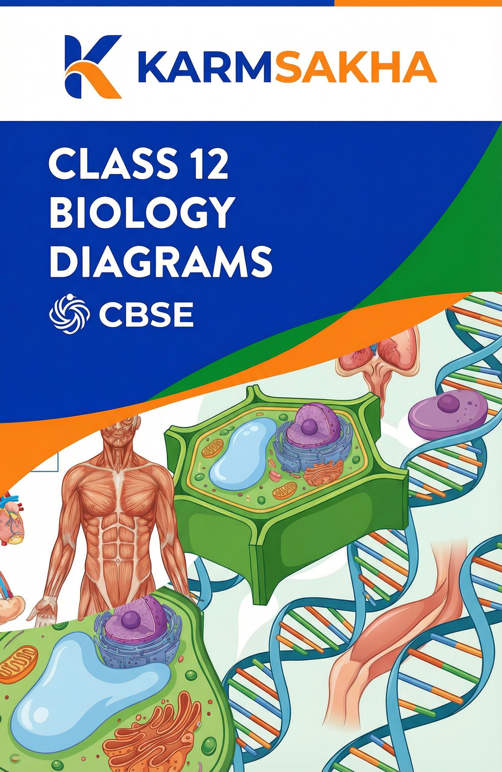 Class 12 Biology Diagrams cover